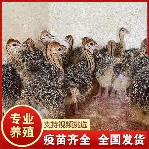 几个月的鸵鸟在广东 如何选购与饲养鸵鸟苗