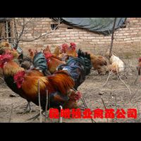 彩云之南的禽业明珠 探访云南最大的土鸡养殖与家禽销售基地