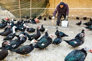 庭院经济展新篇，尉犁家禽拓宽村民致富路