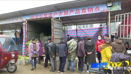 抗疫助农，六安“禽”动力 创新举措打通家禽销售最后一公里