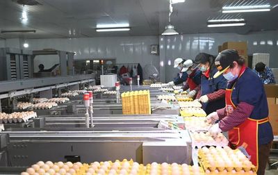 【聚焦企业高质量发展⑤】湖北宇祥 深耕产业链，打造荆州禽蛋产业亮眼名片