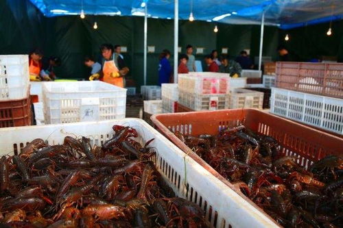 湖北农产品销售压力破解之道 从小龙虾与家禽产业看新出路