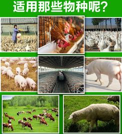 玉米秸秆发酵剂价格及选购指南 高效利用秸秆提升家禽养殖效益