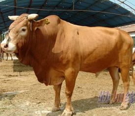 现代化家畜家禽养殖基地 优质肉牛、肉驴、马匹与家禽的一站式销售平台