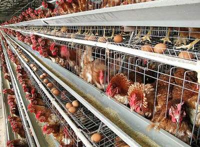 王献忠 深度剖析当前蛋鸡行情低迷的成因与家禽销售应对策略