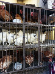 禽流感冲击下的哈尔滨家禽市场 销量下滑与行业应对